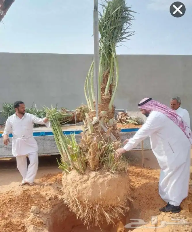 بيع نخل مثمر نخيل نقايل جثايث اخلاص سكري برحي صقعي شيشي واشن 1