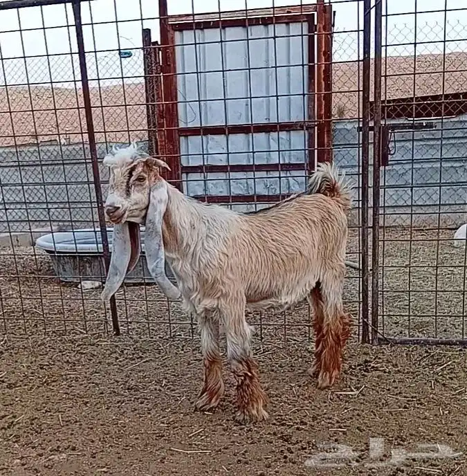 تيس عارضي أصفر 0