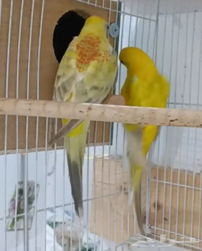 جوز براكيت منتج 1