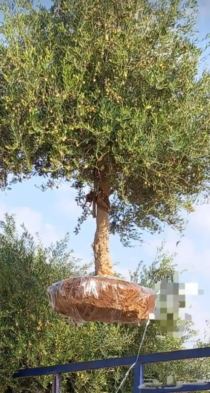 اشجار زيتون معمره 5