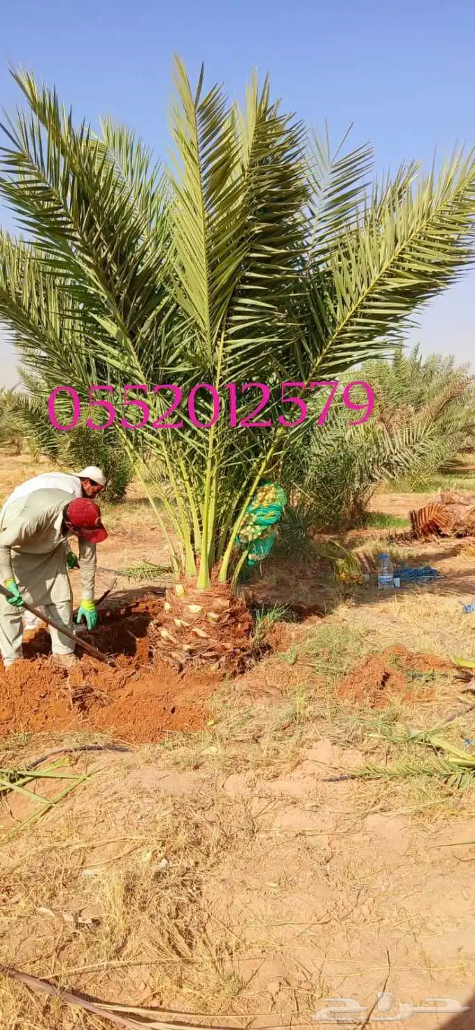 بيع نخل مثمر نخيل نقايل جثايث اخلاص سكري برحي صقعي شيشي واشن 0