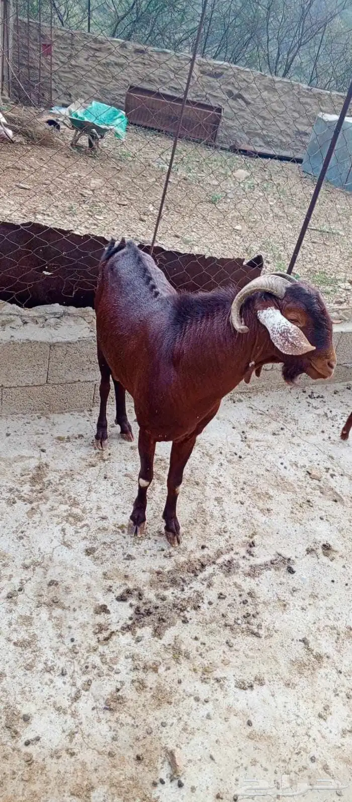 فحل للبيع السن سديس 0