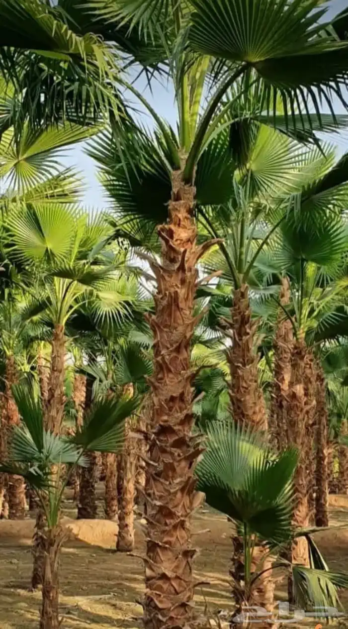 نخيل عربي واشنطونيا الزينه بجميع المقاسات 3