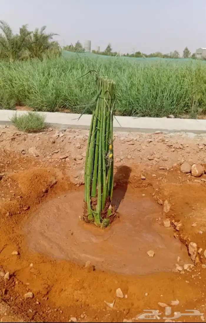 خلاص سكري خضري فروخ صقعي جثايث مجدول مجذر عنبره عجوه برني 0