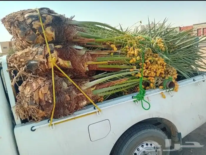 خلاص سكري خضري فروخ صقعي جثايث مجدول مجذر عنبره عجوه برني 2