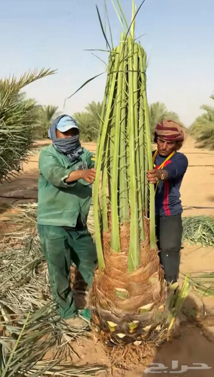 خلاص سكري خضري فروخ صقعي جثايث مجدول مجذر عنبره عجوه برني 4