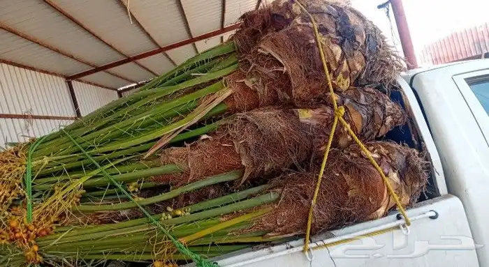خلاص سكري خضري فروخ صقعي جثايث مجدول مجذر عنبره عجوه برني 1