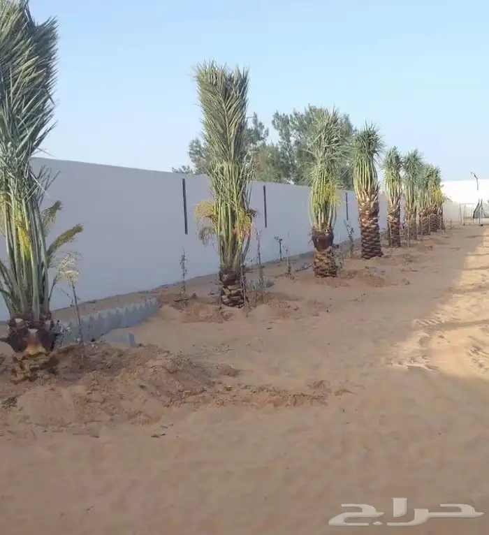خلاص سكري خضري فروخ صقعي جثايث مجدول مجذر عنبره عجوه برني 3
