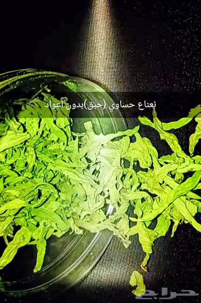 نعناع مجفف وورد المدينة ودقه المدينه 3