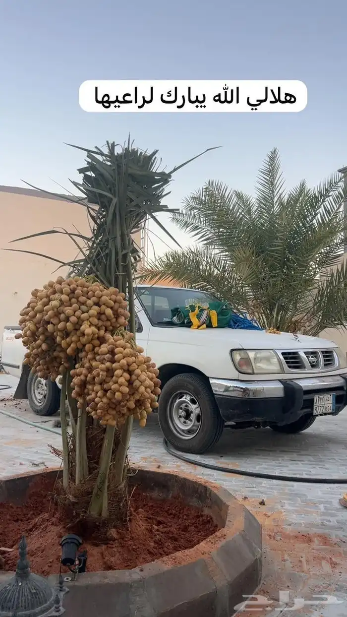 يوجد لدينا جميع انواع النخيل المثمره وجميع المقاسات المختلفه 9