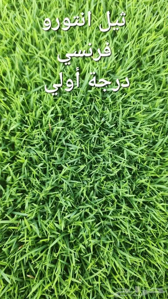 ثيل سي 2000 حق الخرج القصيم 3