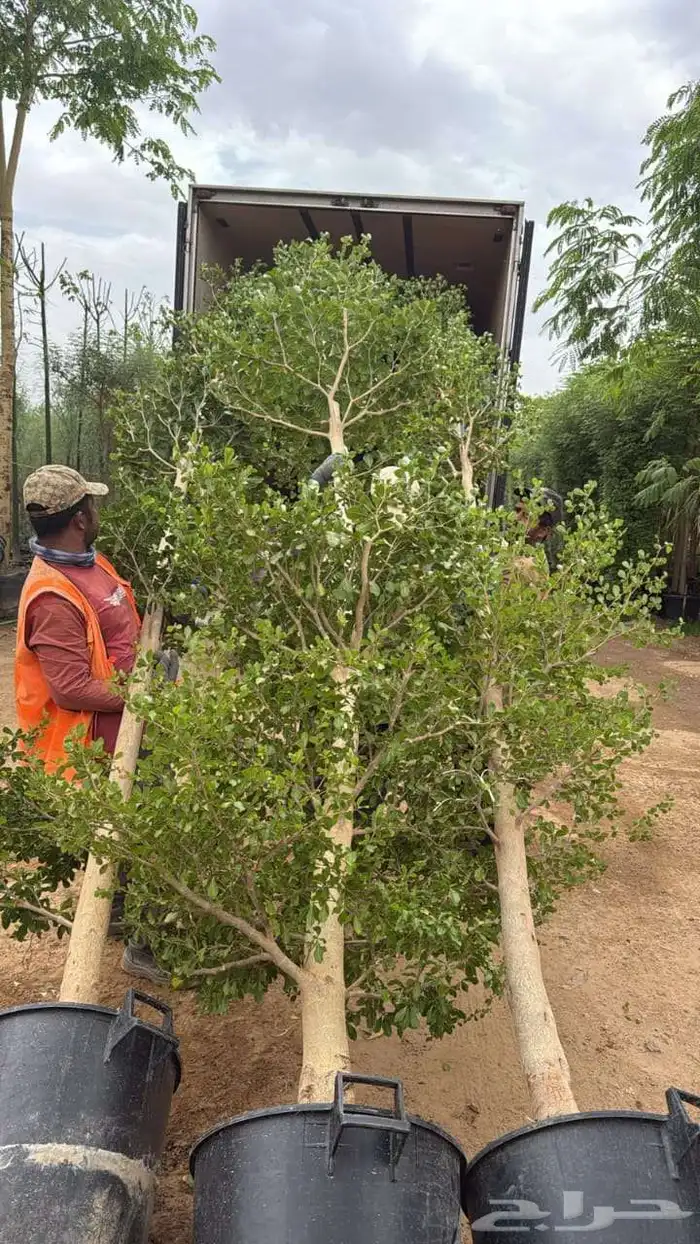 ترمناليا سرو ايطالي جهنميه 6