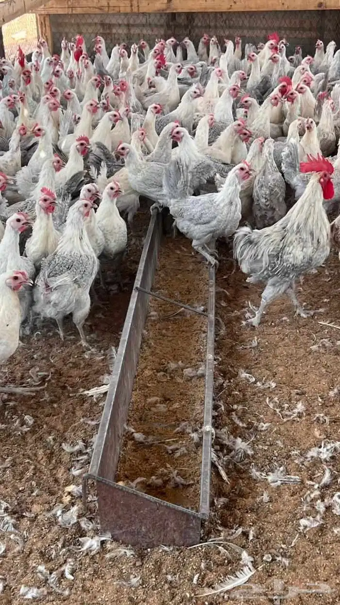 دجاج بياض المنيو 1