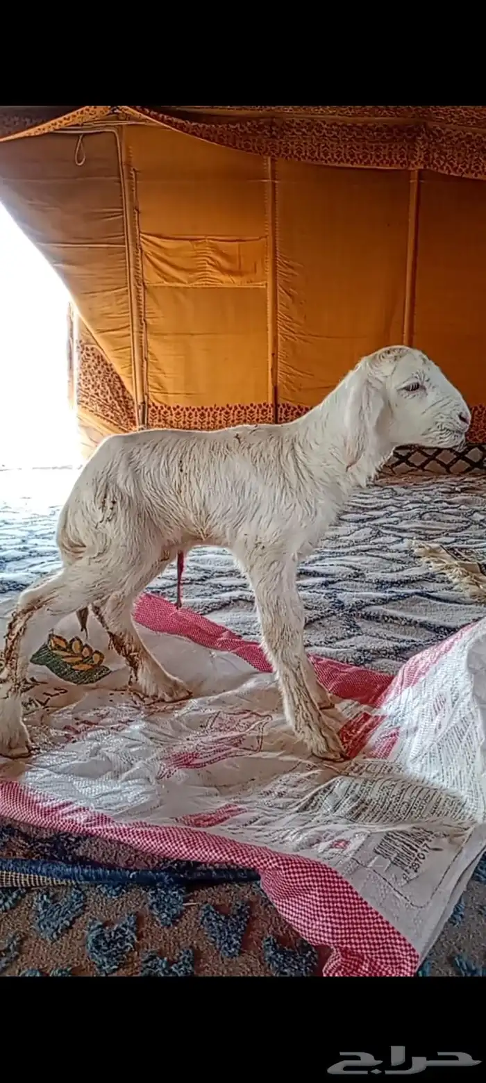 طلي داغور توه جاي الصحه شرط 0