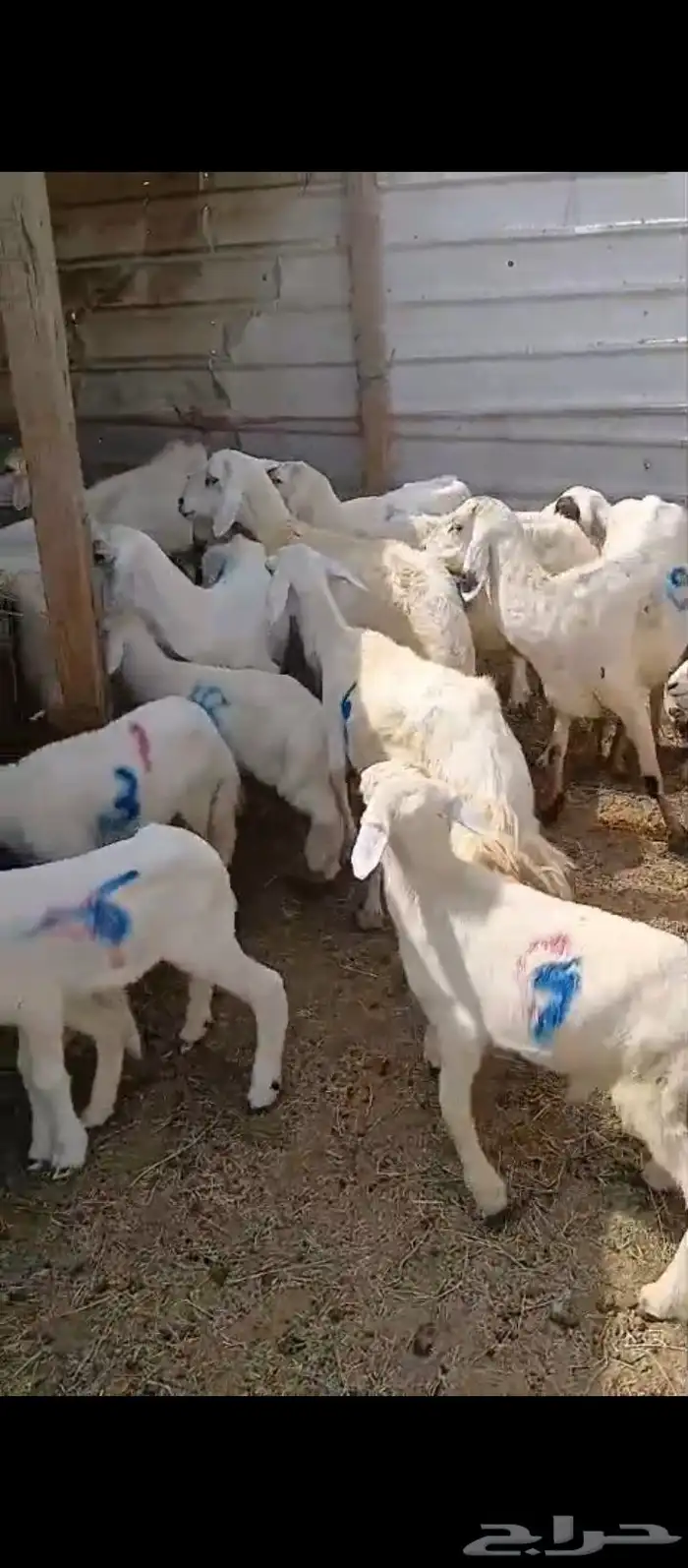 ضأن مقاني 9 معاها 9 2