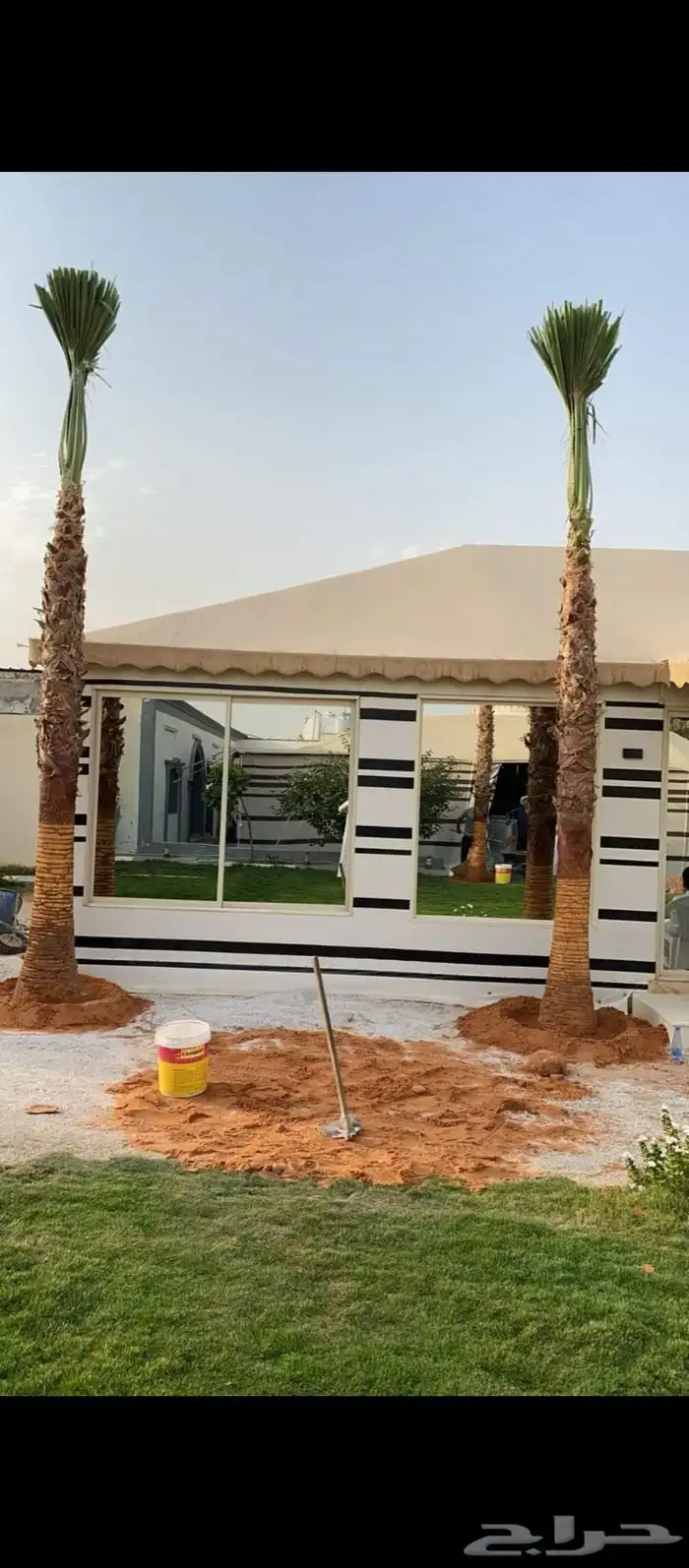 لنخيل والزيتون 1