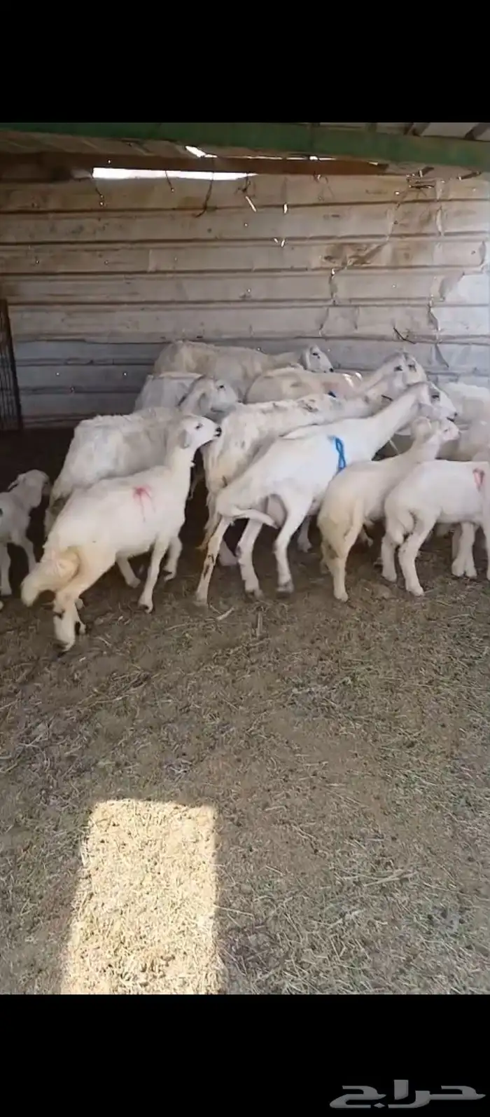 ضأن مقاني 9 معاها 9 3