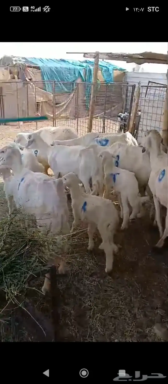 ضأن مقاني 9 معاها 9 1