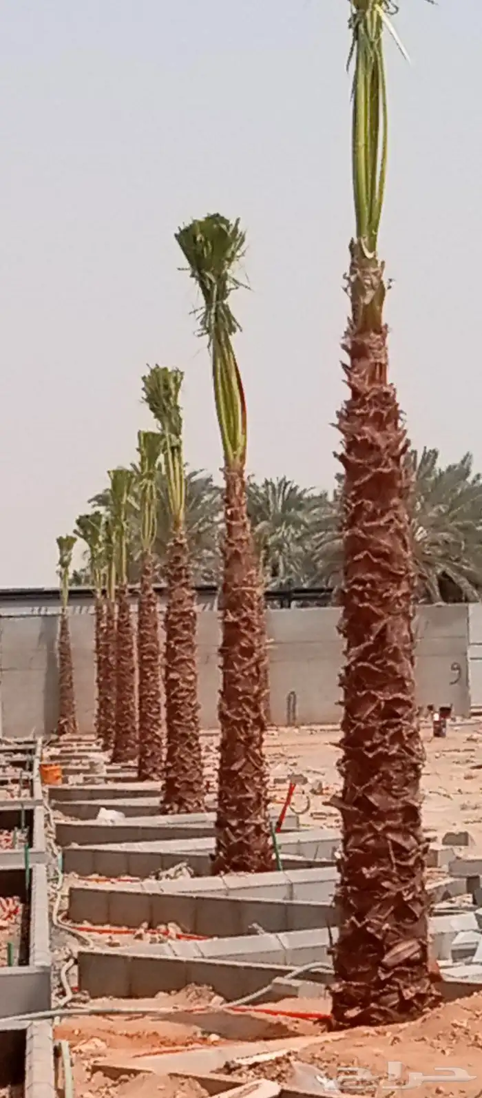 لنخيل والزيتون 5