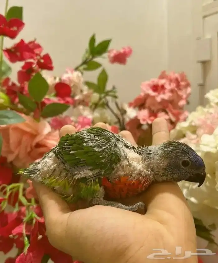 لوري غر. العمر. شهر وعشر ايام 0