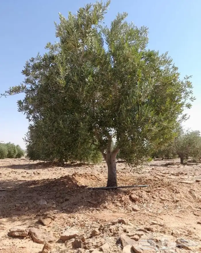 اشجار زيتون معمره 0