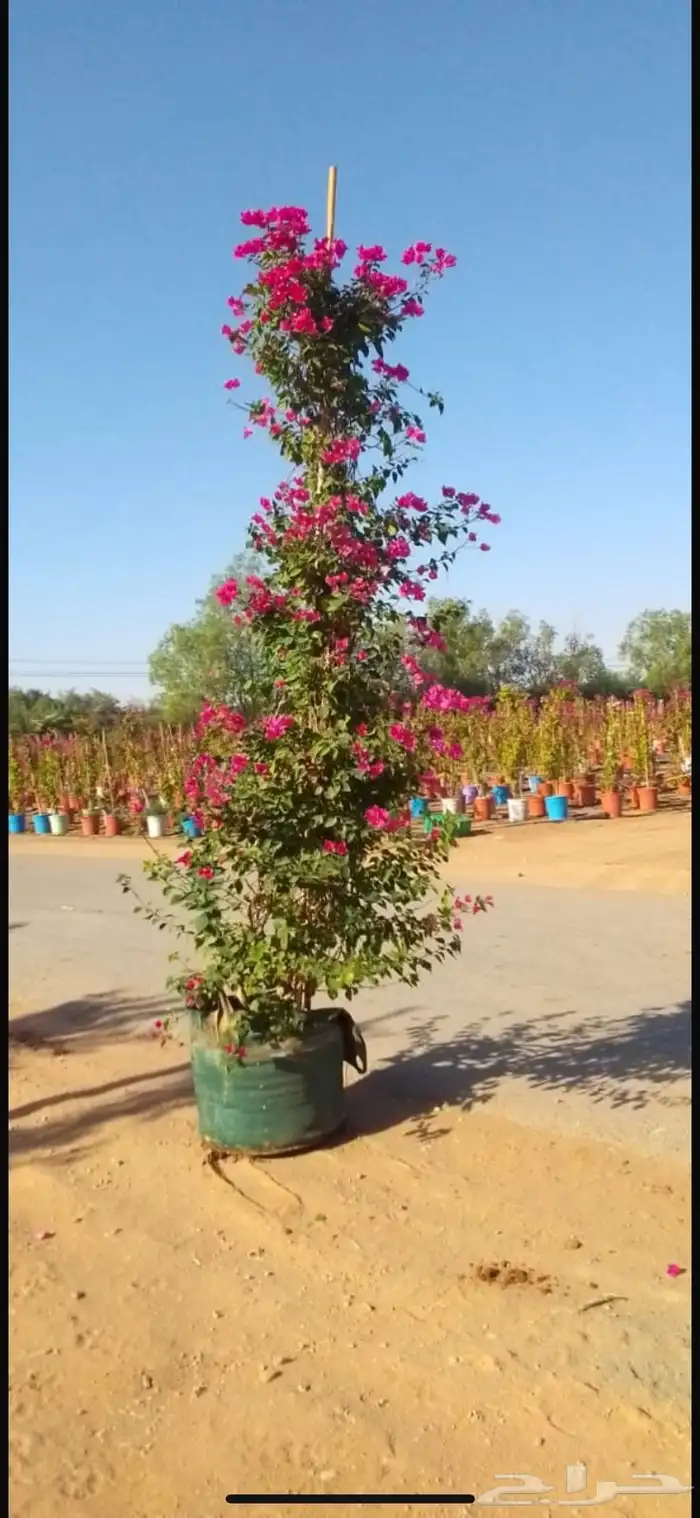 ترمناليا سرو ايطالي جهنميه 5