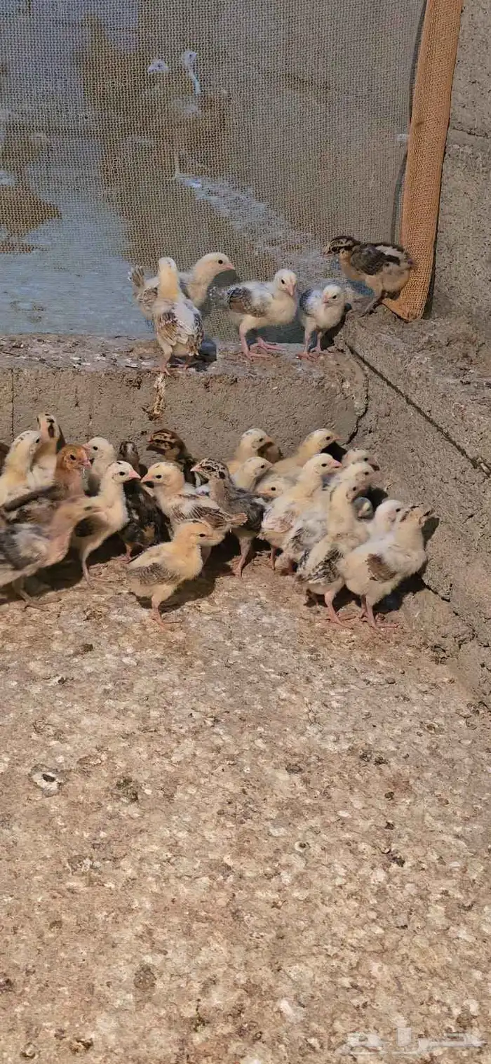 صوص بلدي الوان فواتح مميزه 0