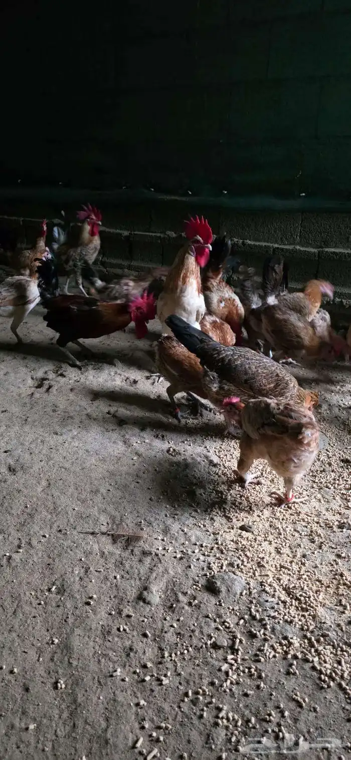 صوص بلدي الوان فواتح مميزه 5