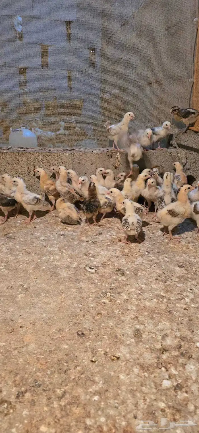 صوص بلدي الوان فواتح مميزه 2