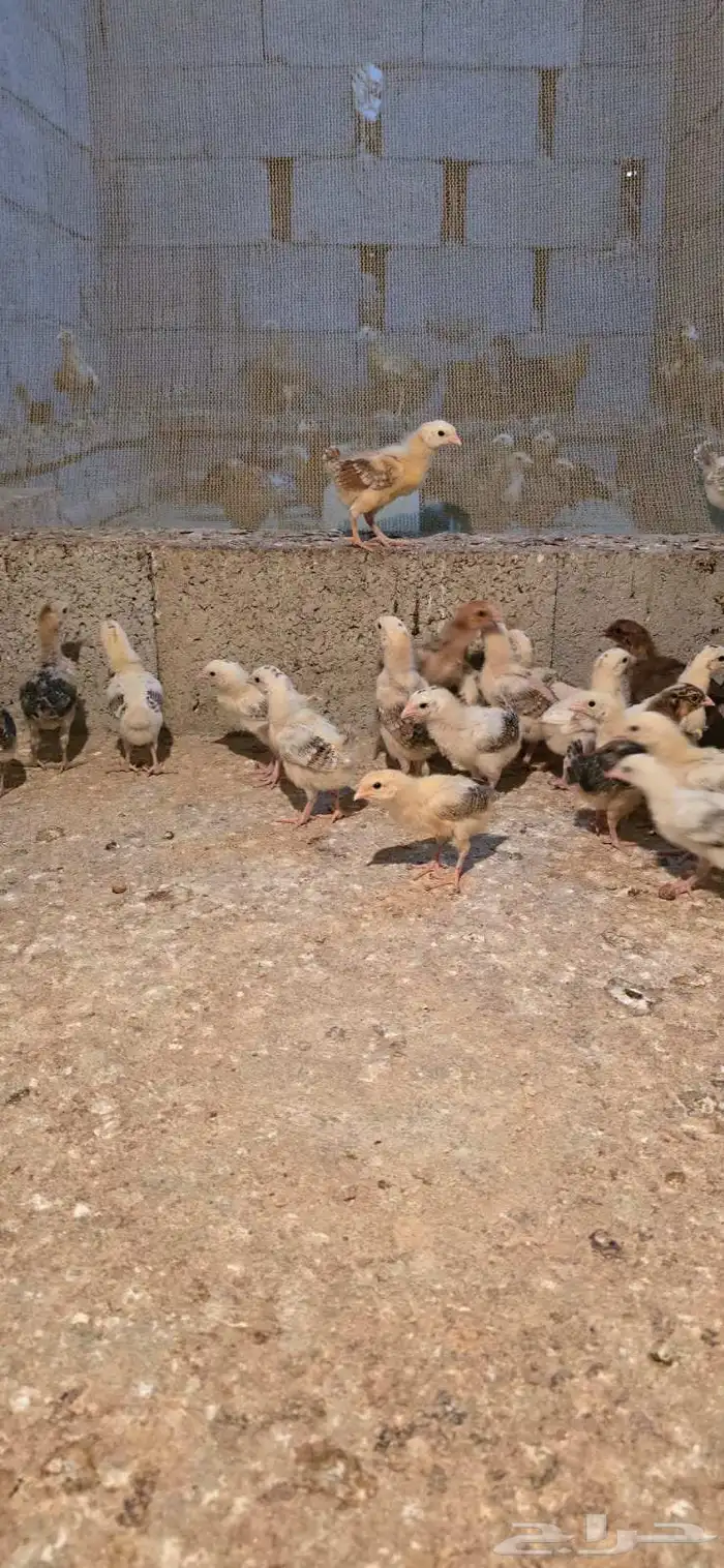 صوص بلدي الوان فواتح مميزه 1