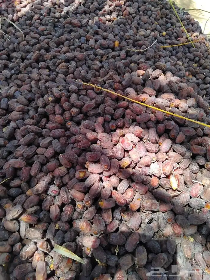 يوجد لدينا عمال صرام ومنقي بلكرتون 8