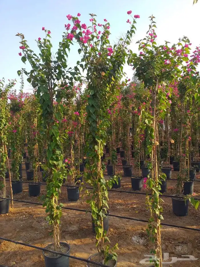 ترمناليا سرو ايطالي جهنميه 7