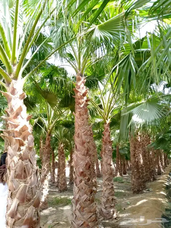 نخل واشنطني زينه 5