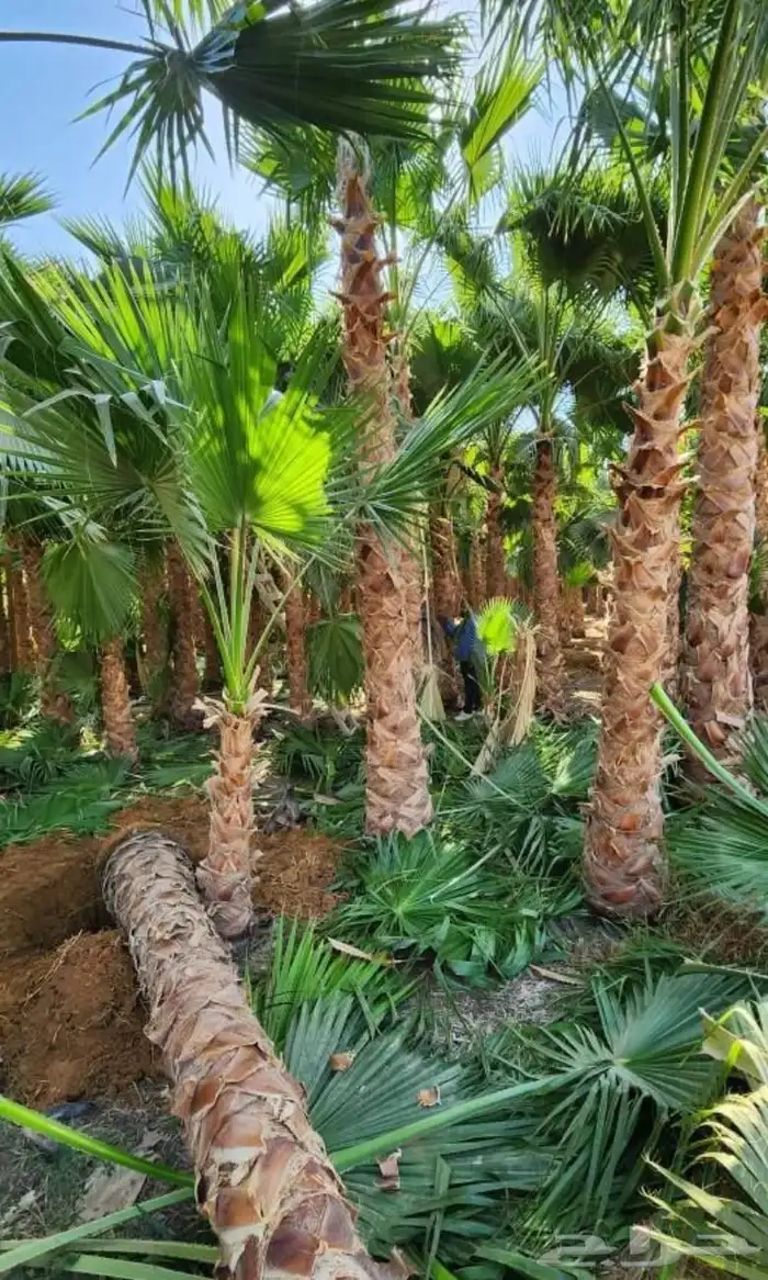 نخل واشنطني زينه جميع المقاسات نخيل واشنطنونيا عربي مثمر 0