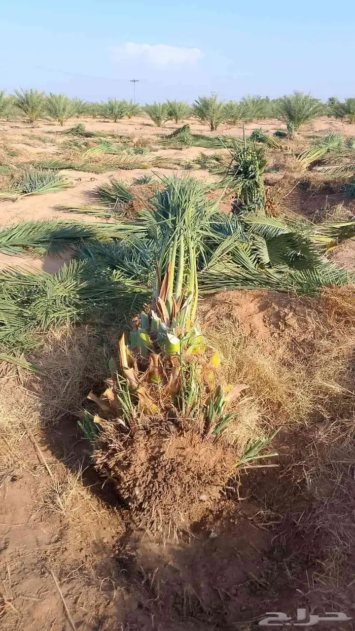 نخيل 9