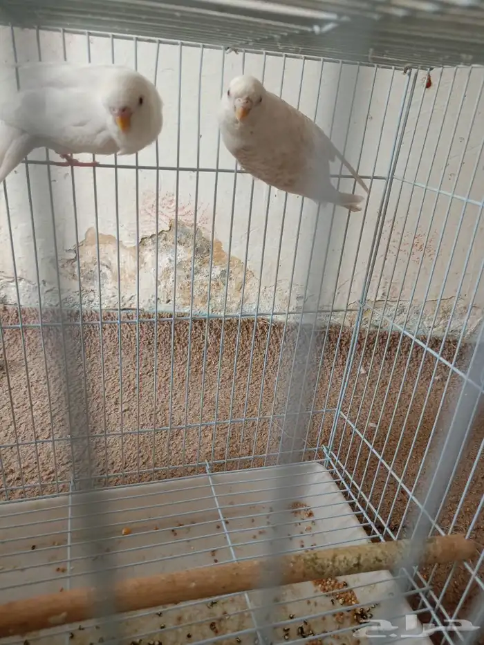 طيور حب هوقو وا روز البينو 4