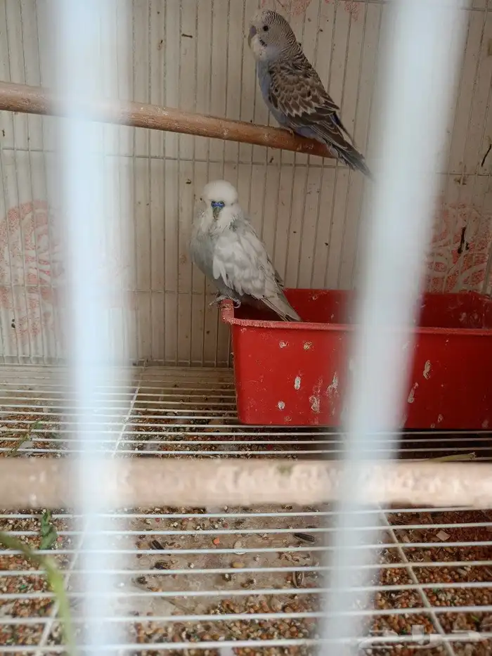 طيور حب هوقو وا روز البينو 2