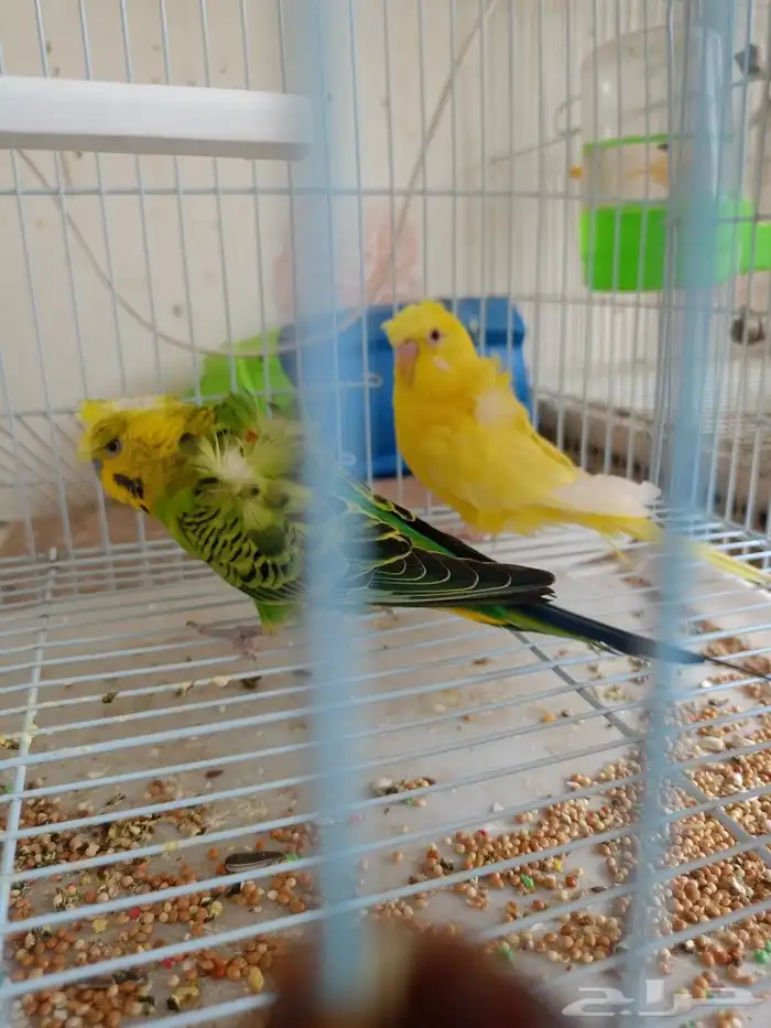 طيور حب هوقو وا روز البينو 1