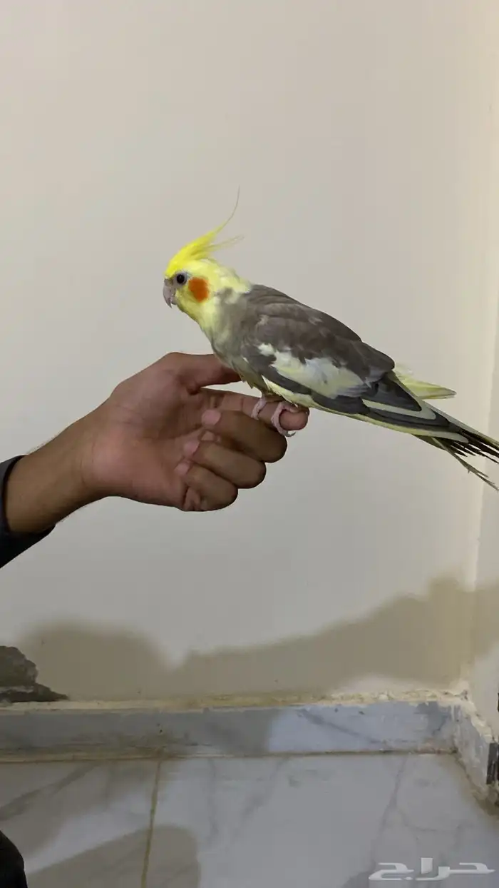 انثى كروان أليف 0