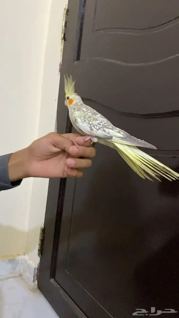زوج كروان أليف مع انتاجه 1