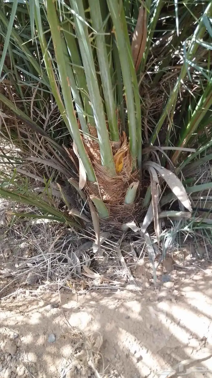 نخيل 2