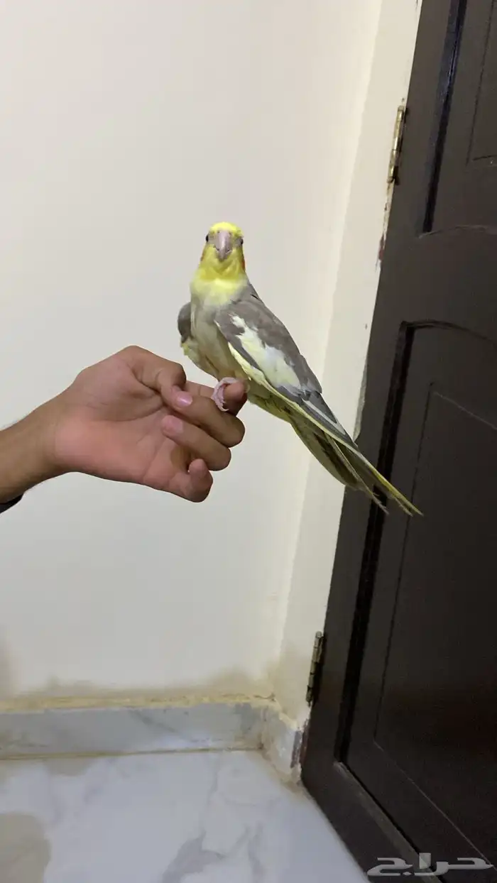 انثى كروان أليف 1