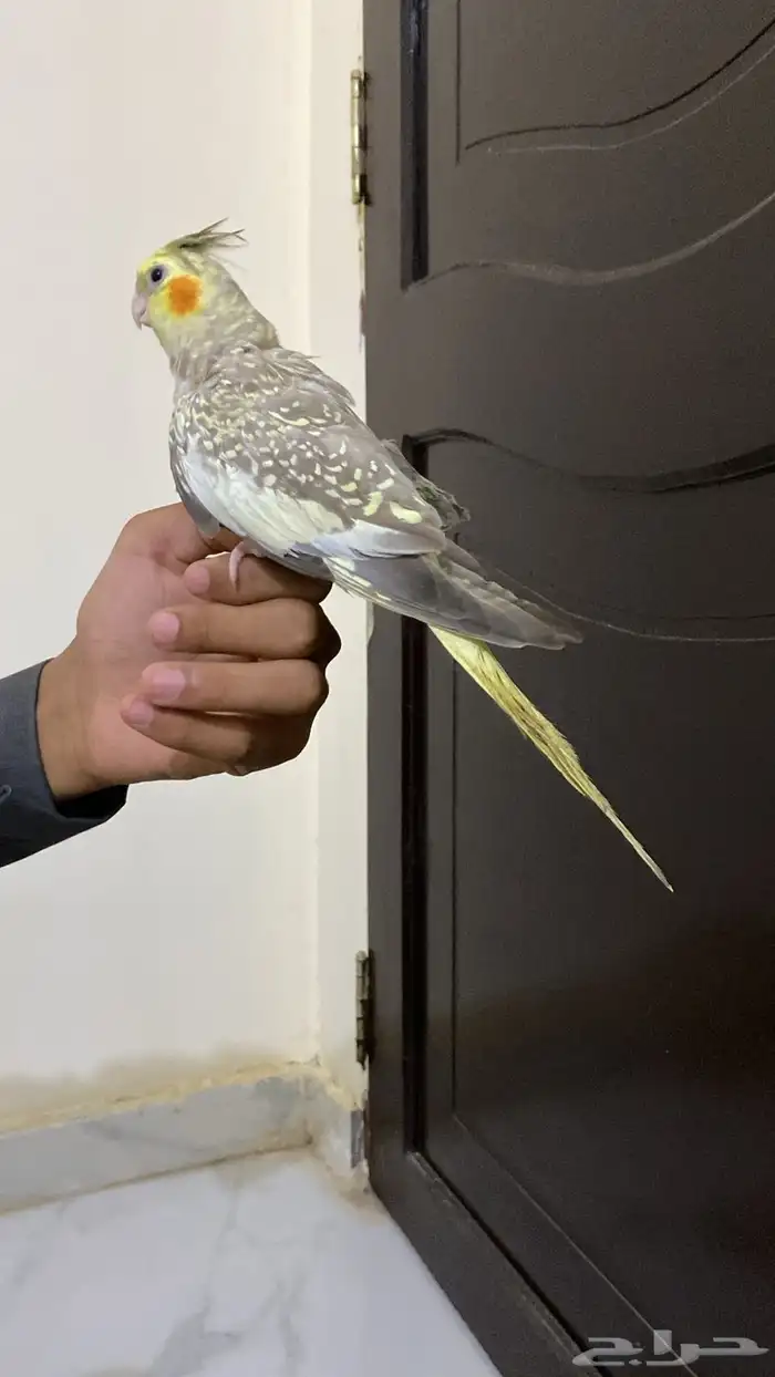 زوج كروان أليف مع انتاجه 2