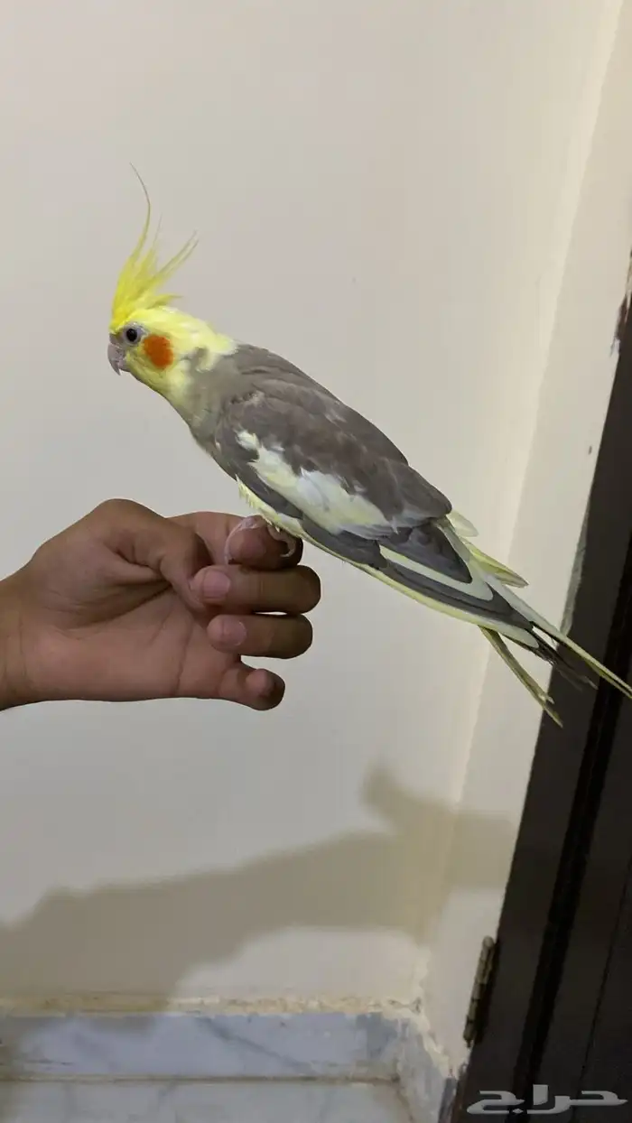انثى كروان أليف 2