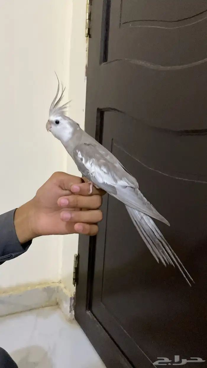 زوج كروان أليف مع انتاجه 0