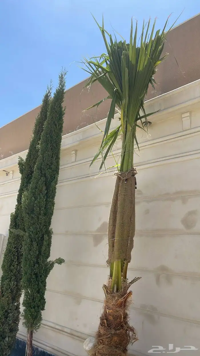نخيل واشنطني امريكي زينه للفلل والاستراحات 2