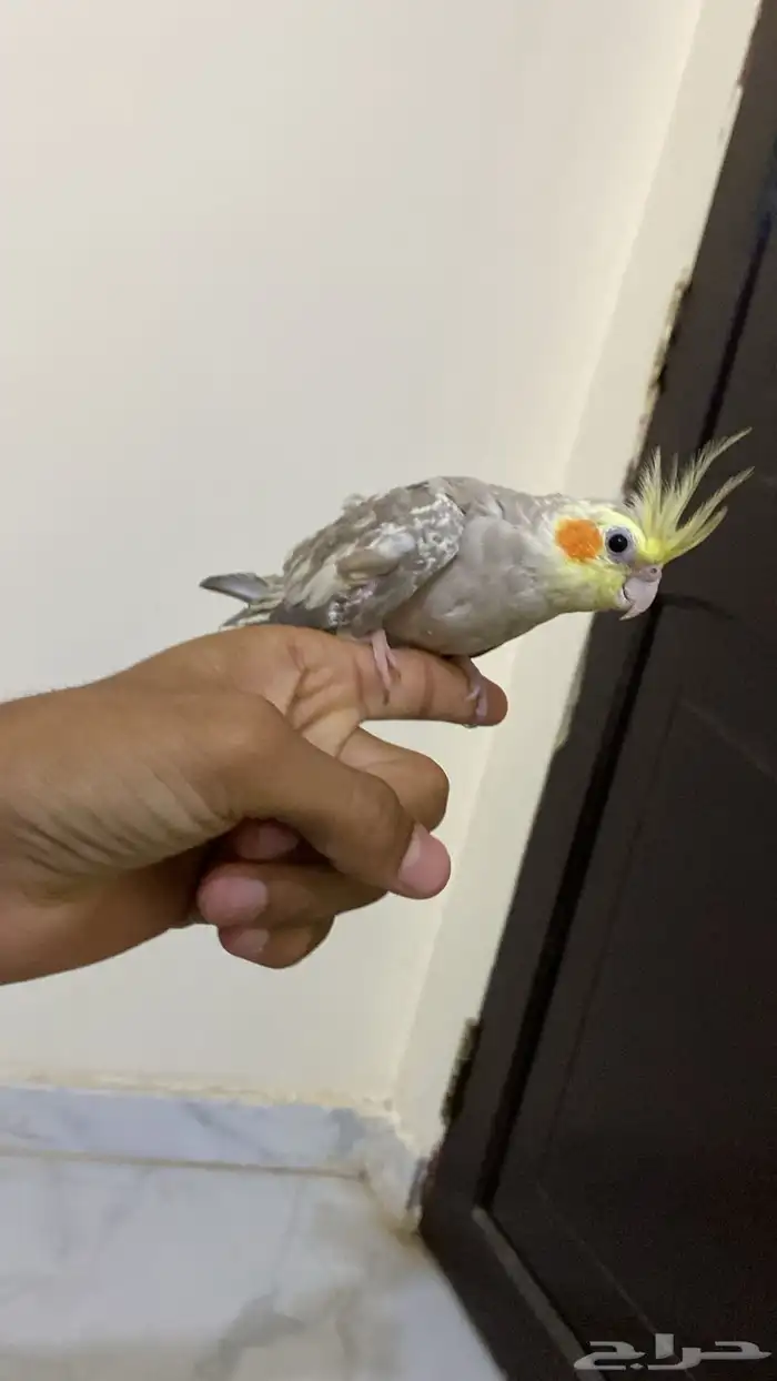زوج كروان أليف مع انتاجه 4