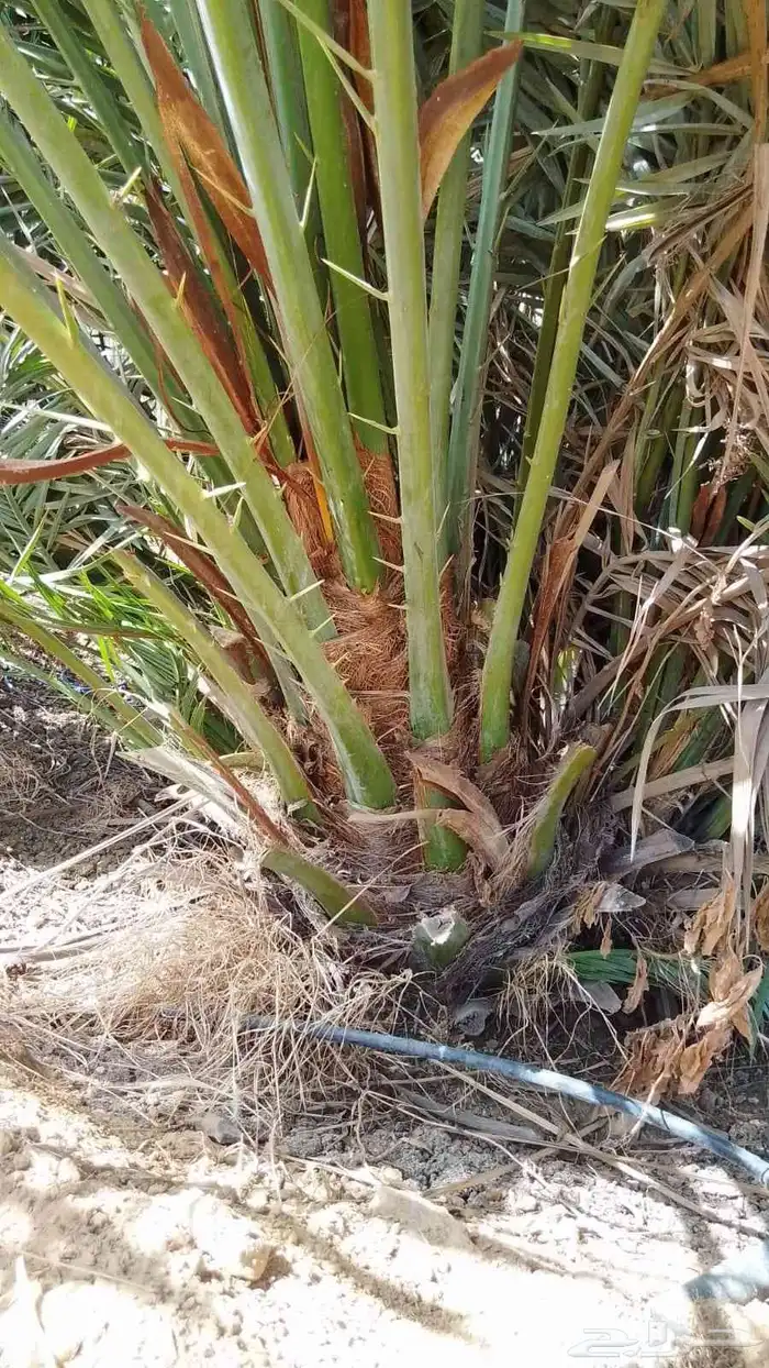 نخيل 1