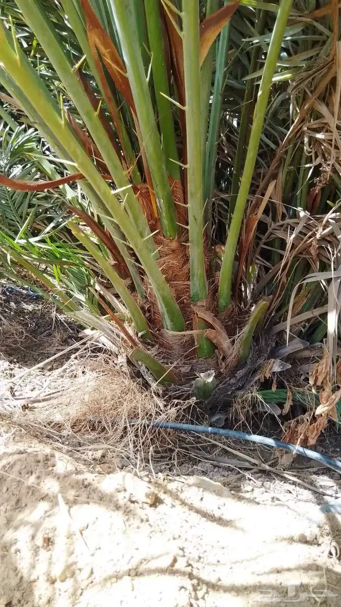 نخيل 0