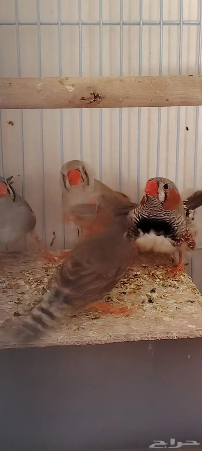 طيور زيبرا للبيع 2